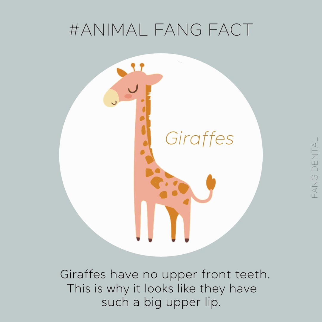 Did you know that giraffes, like other cud-chewing ruminants (like cows), do not have upper incisors. They appear to be missing their top front teeth! Instead, they have a hard dental pad to help them get lots of vegetation into their mouth. ⠀⠀⠀⠀⠀⠀⠀⠀⠀
And, a grown giraffe has 32 teeth - just like us humans 🦒⠀⠀⠀⠀⠀⠀⠀⠀⠀
.⠀⠀⠀⠀⠀⠀⠀⠀⠀
.⠀⠀⠀⠀⠀⠀⠀⠀⠀
.⠀⠀⠀⠀⠀⠀⠀⠀⠀
⠀⠀⠀⠀⠀⠀⠀⠀⠀
#sgdentist #dentistsg #singaporedentist #sgdental #dentalsg #sustainabledental #sustainabledentalcare #dentistorchard #orcharddentist #dentalclinicsg #sgdentalclinic
